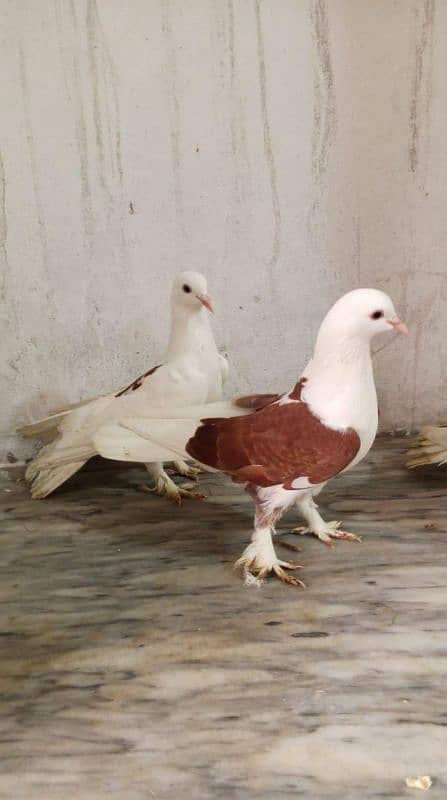 BEAUTIFULL PAIR BREEDER PAIR PRICE IS 2800 1