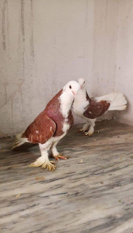 BEAUTIFULL PAIR BREEDER PAIR PRICE IS 2800 2