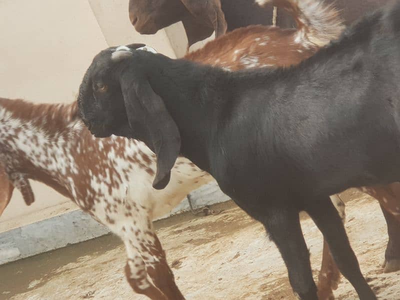 Breeder quality beetal buck goat 1