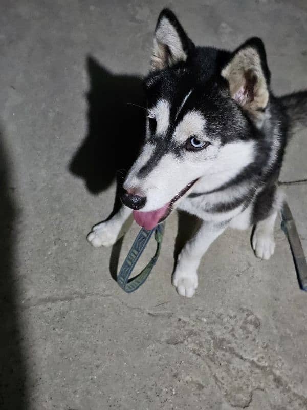 Siberian Husky 1