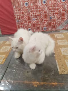 beautiful Persian pet cats, a pair, male and female for sale