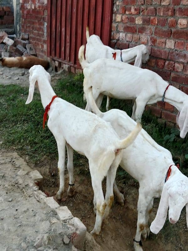 5 Rajanpuri gulabi females availables 1