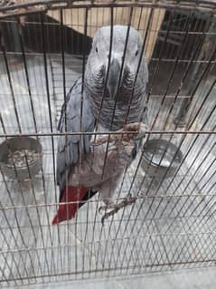 African grey 03009186232