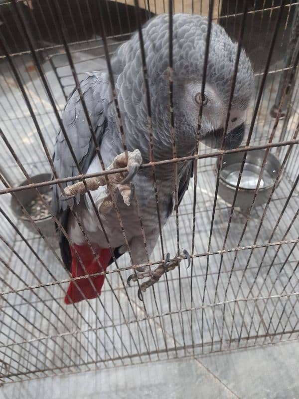 African grey 03009186232 1