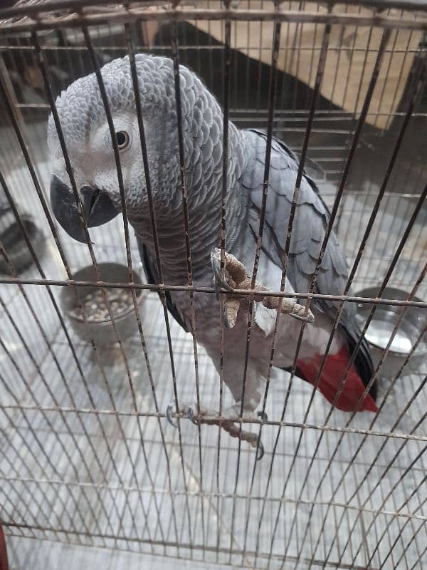 African grey 03009186232 4