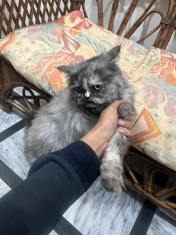 Persian female cat tripple coated (urjent) 3