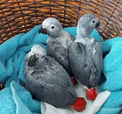 African grey parrot chicks