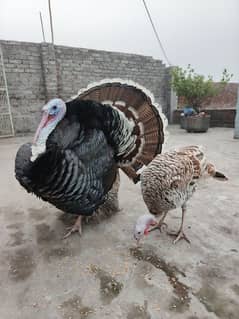 Turkey