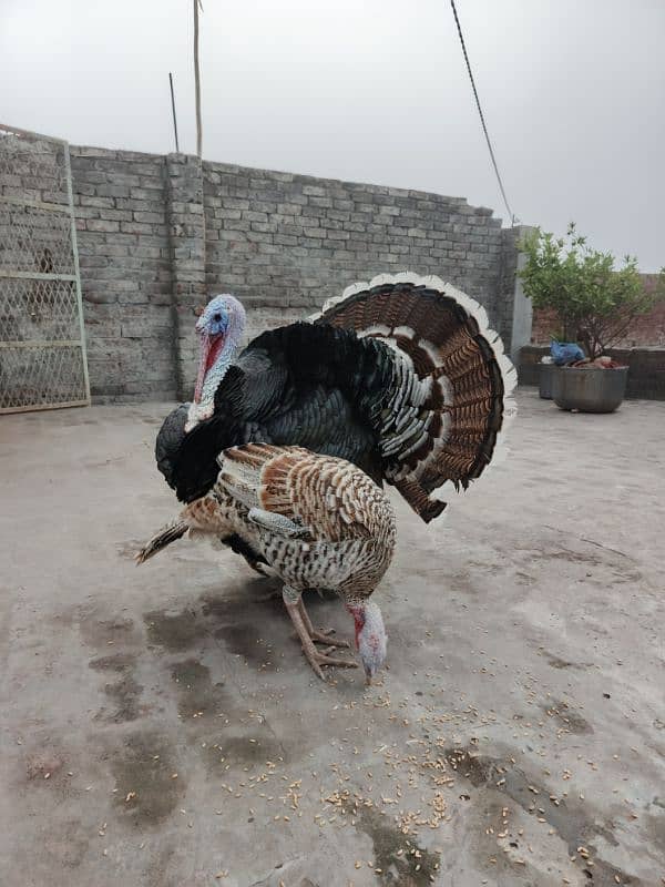 Turkey bird breeder pair urgent sale 1