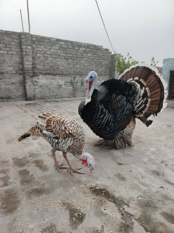 Turkey bird breeder pair urgent sale 2