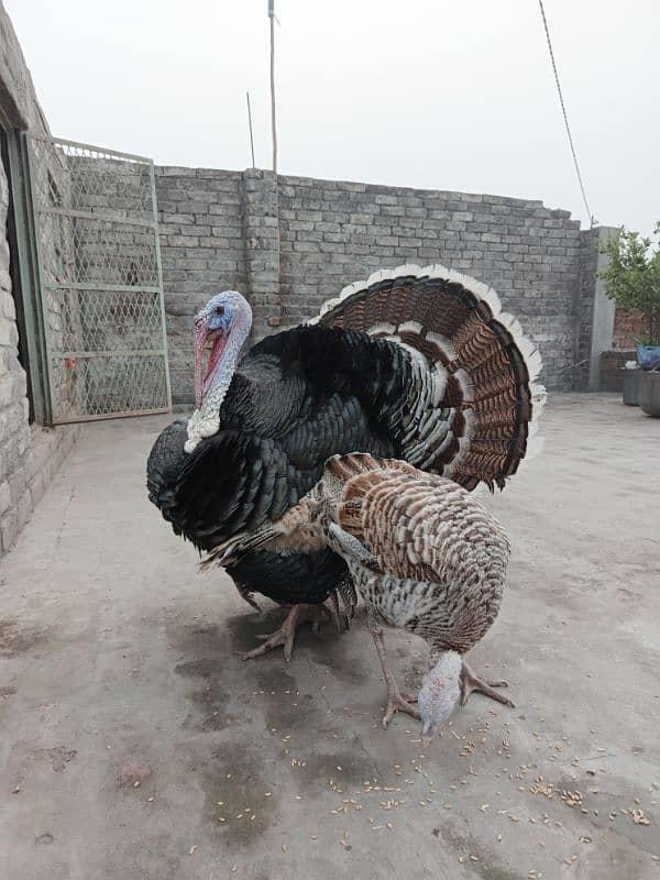 Turkey bird breeder pair urgent sale 3