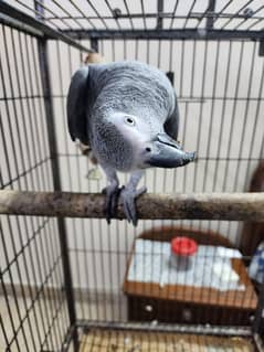 african gray