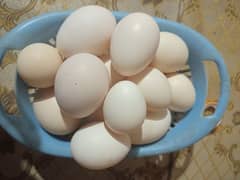 Ayam cemani in Multan whatapp nmbr 03088596886