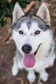 husky