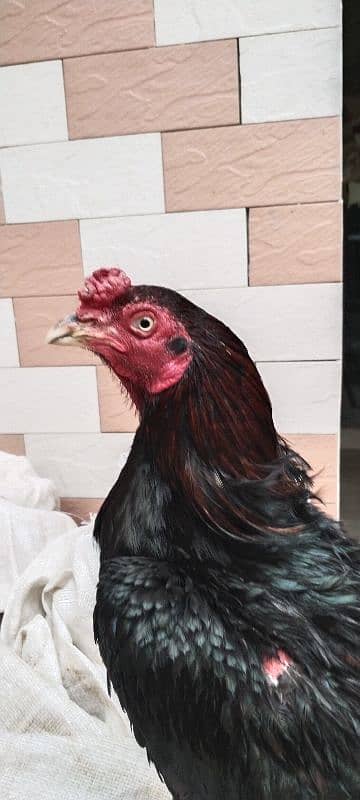 aseel breeder patha & lasani chicks / Aseel lasani for sale 0