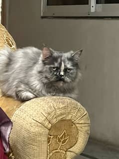 Persian female cat tripple coated (urjent)