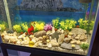 Fish aquarium tank