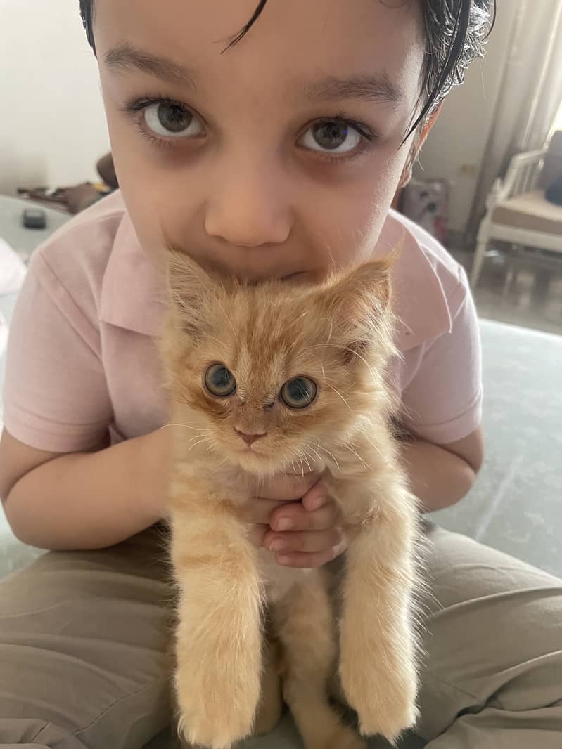 Persian Kitten for sale 5