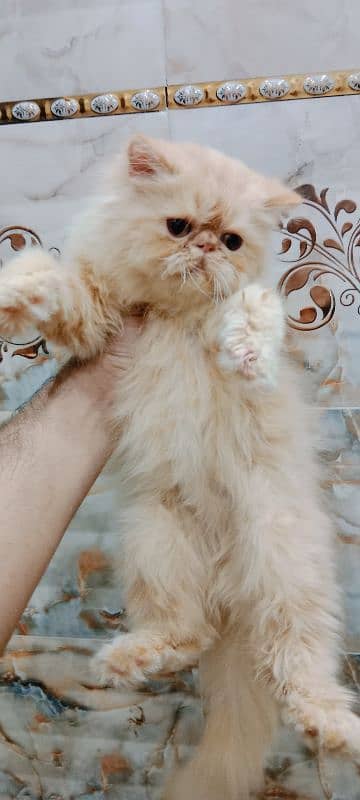 Persian Peke Female Cat 1