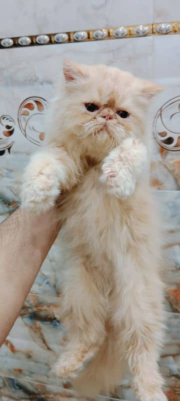 Persian Peke Female Cat 2