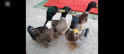 Pure rainbow necked American ducks pair 