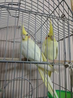 cocktail bonded pair for sale healthy and active