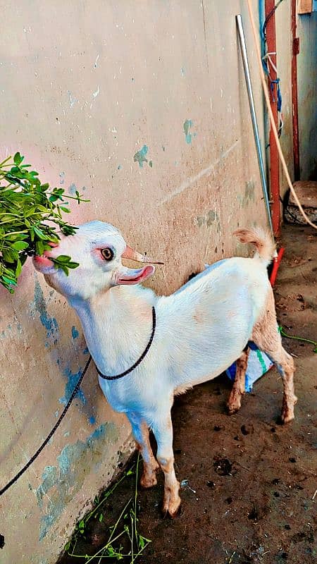 goats for sell 03113402326 whtsp 0