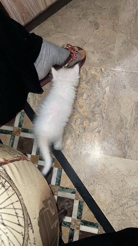 pure persian triple coated male female kitten healthy active 1