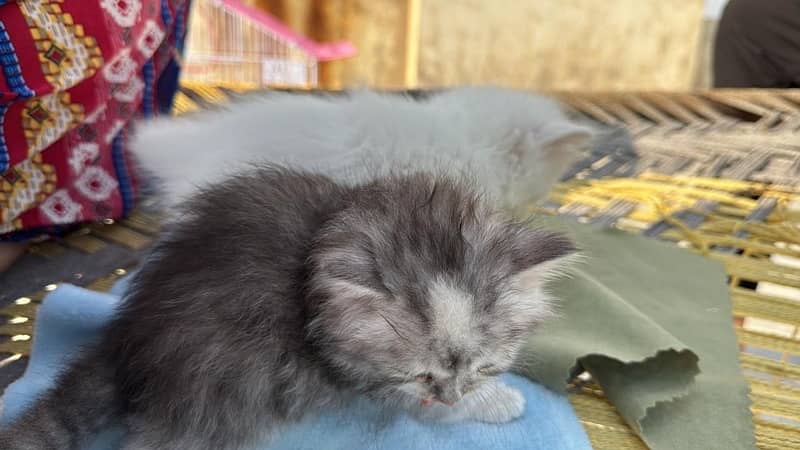 pure persian triple coated male female kitten healthy active 2