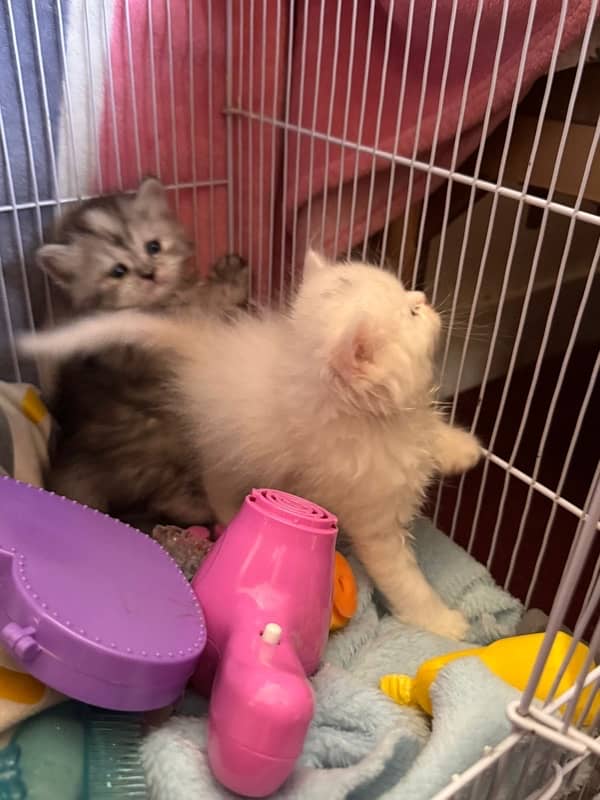 pure persian triple coated male female kitten healthy active 3