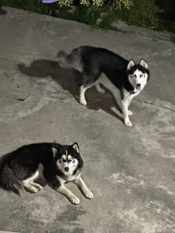 Siberian Husky Pair for Sale 1