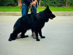 black German shepherd