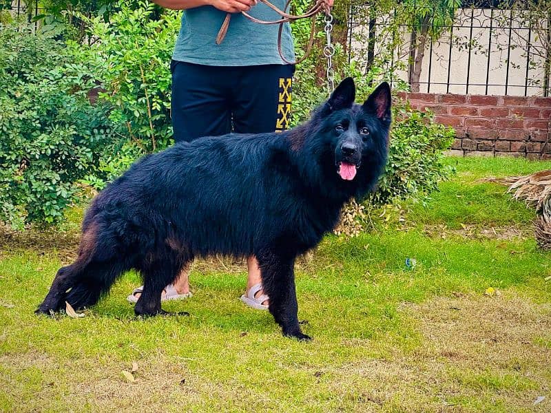 black German shepherd 3