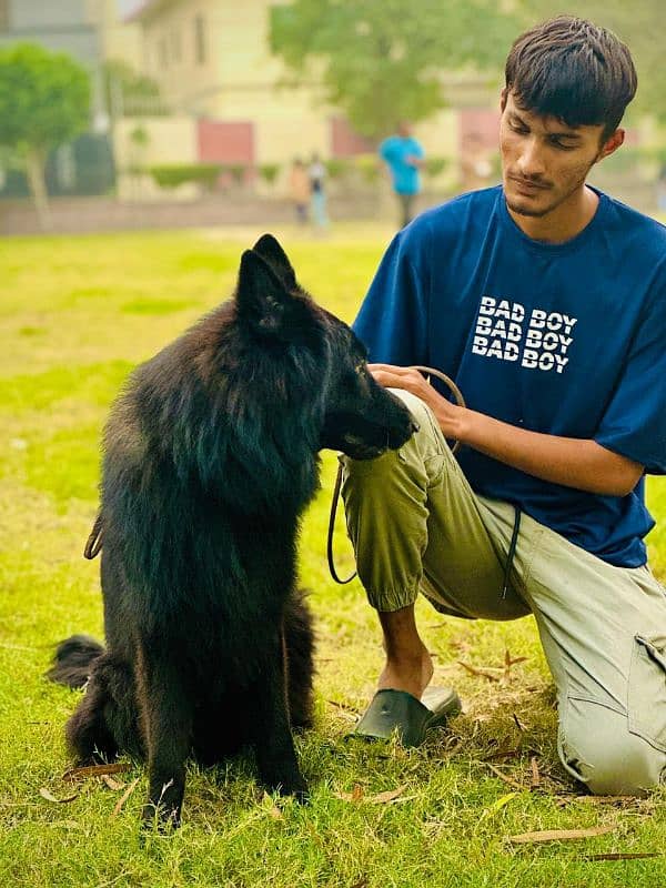 black German shepherd 9