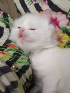 Persian Kitten