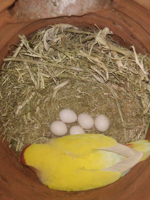 Lutino Lovebirds Breeder Pairs 4