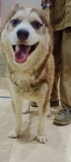 Male copper white husky