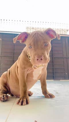 pitbull puppy