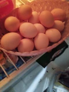 Desi, Aseel, Austrolorp Eggs for sale