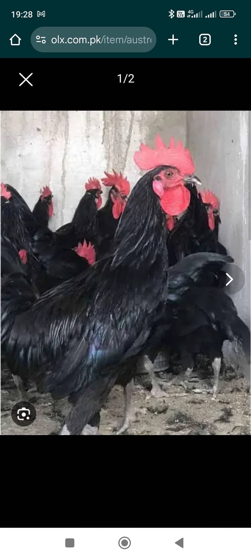 Desi, Aseel, Austrolorp Eggs for sale 2