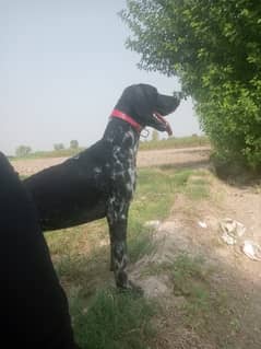 German pointer