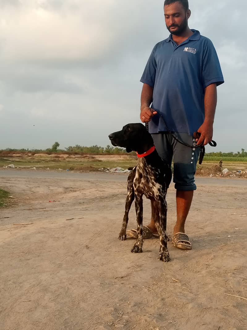 German pointer 1