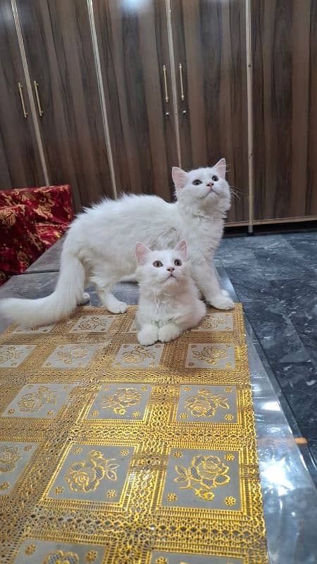 beautiful Persian pet cats, a pair, male and female for sale 1