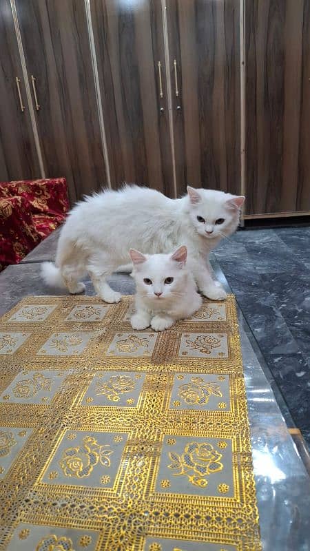 beautiful Persian pet cats, a pair, male and female for sale 5