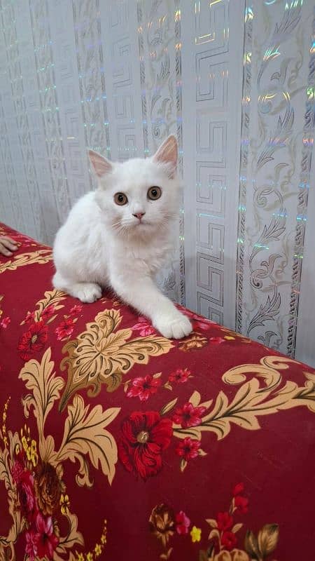 beautiful Persian pet cats, a pair, male and female for sale 8