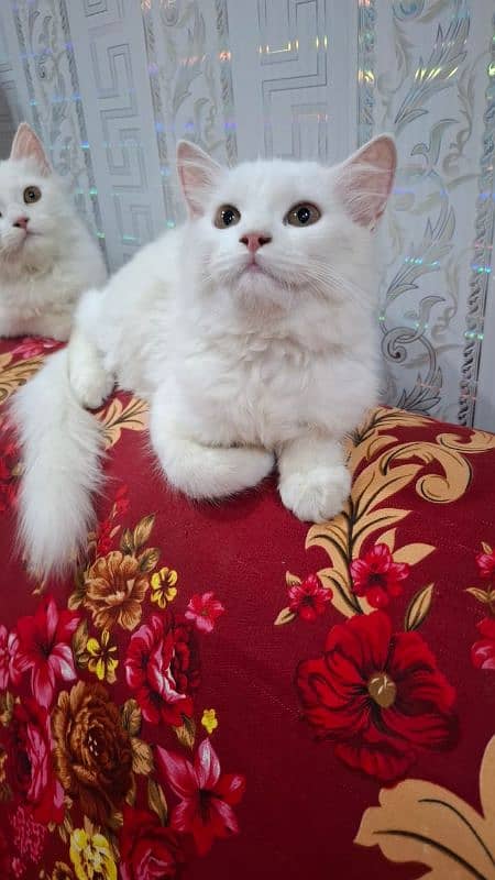 beautiful Persian pet cats, a pair, male and female for sale 9