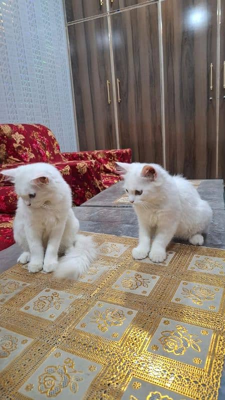 beautiful Persian pet cats, a pair, male and female for sale 12