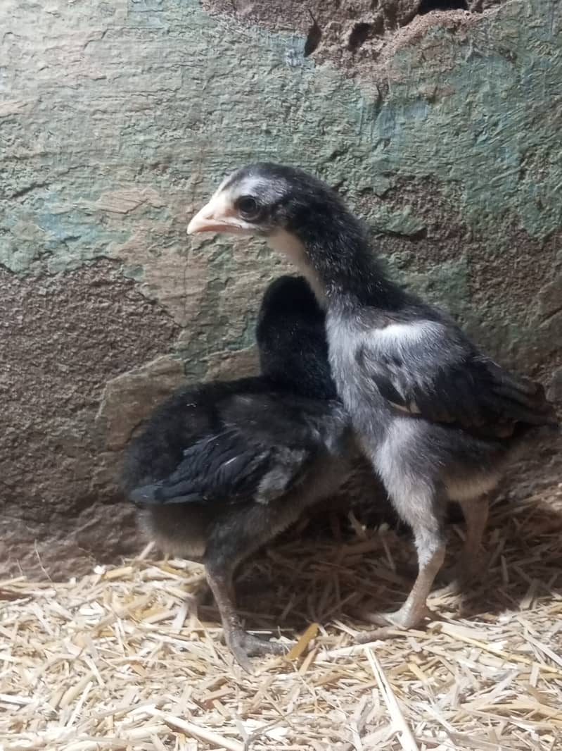 pure Thai dragon chicks for sale game bird 0