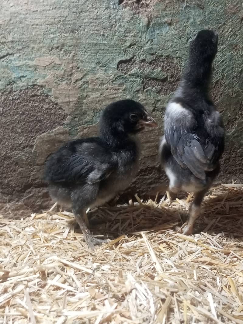 pure Thai dragon chicks for sale game bird 1