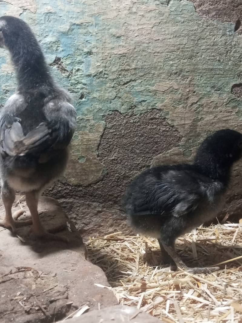 pure Thai dragon chicks for sale game bird 2